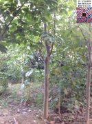 今年10公分白玉蘭價(jià)格是多少？