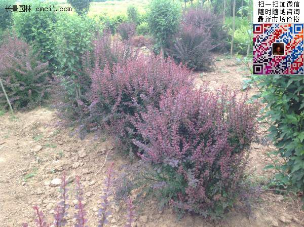 沭陽(yáng)紅葉小檗基地 沭陽(yáng)紅葉小檗基地