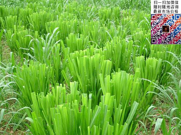 十大高產牧草皇竹草圖片 十大高產牧草皇竹草圖片