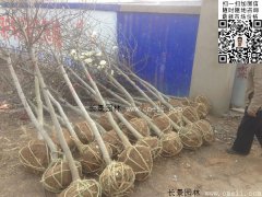 常用規(guī)格的白玉蘭樹多少錢？