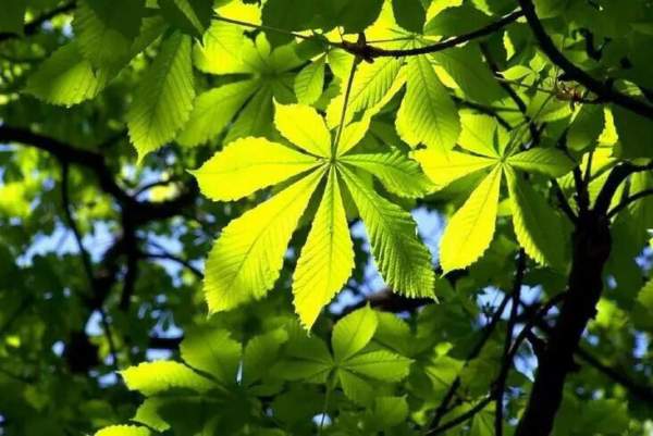 采購綠化苗木 采購綠化苗木