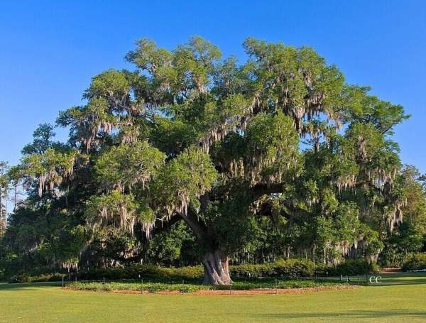 采購綠化苗木 采購綠化苗木