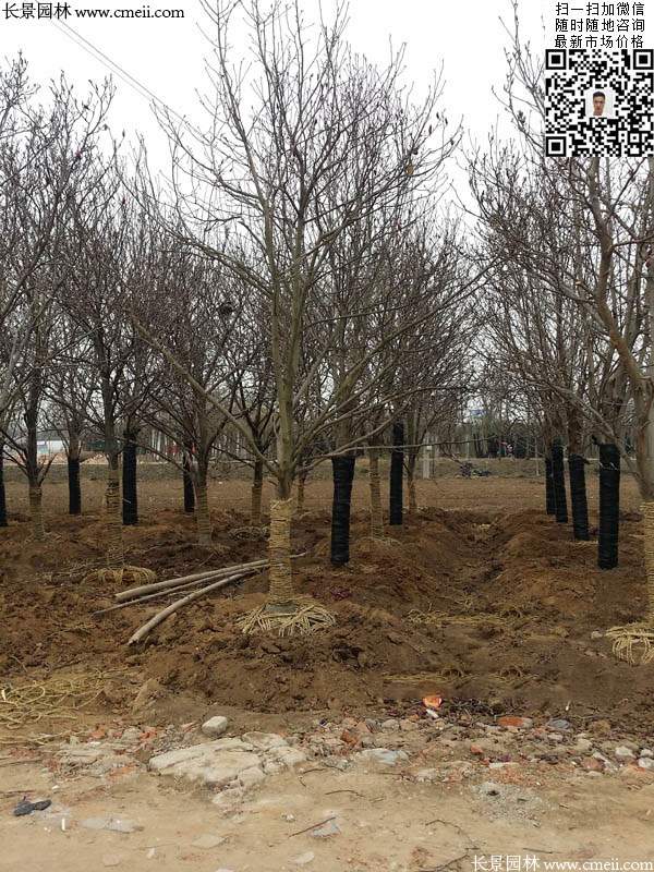 園林喬木植物苗木黃玉蘭圖片