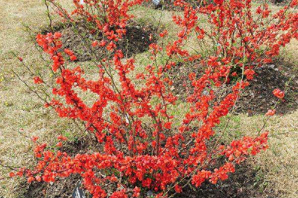 日本貼梗海棠 日本貼梗海棠