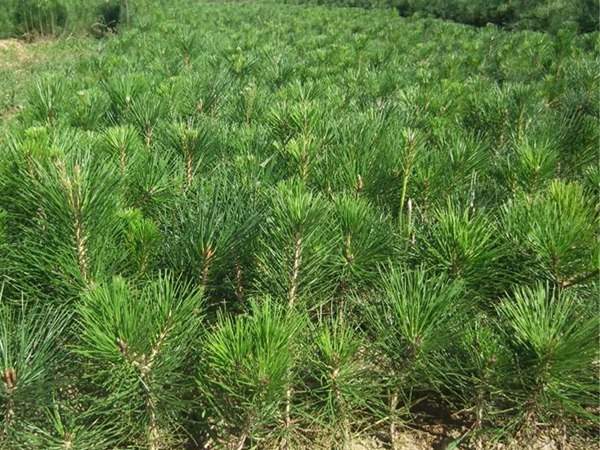 黑松種子什么時候種好,怎么種發芽率高?