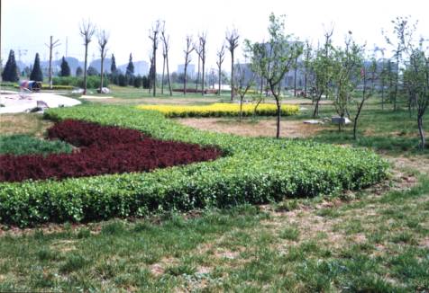 扶芳藤的色塊應用 扶芳藤的色塊應用