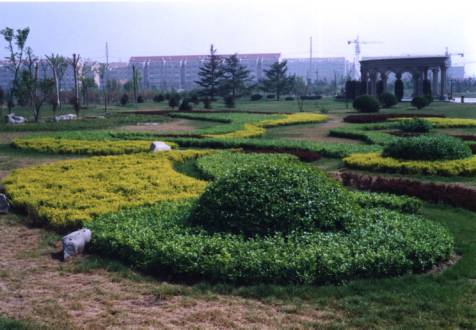 扶芳藤的色塊應用1 扶芳藤的色塊應用1