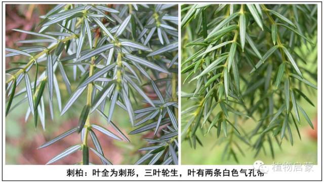 圓柏、刺柏、側柏、柏木以及龍柏的簡易識別法