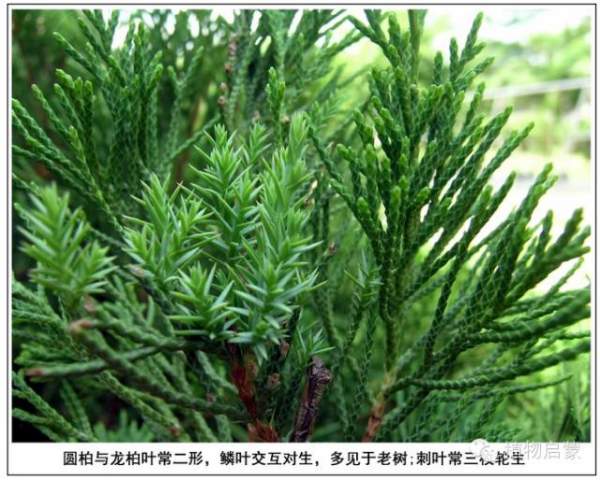 圓柏、刺柏、側柏、柏木以及龍柏的簡易識別法