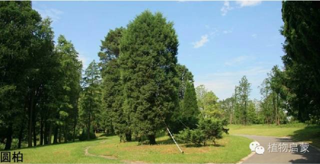 圓柏、刺柏、側柏、柏木以及龍柏的簡易識別法