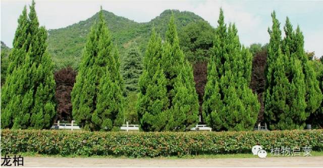 圓柏、刺柏、側柏、柏木以及龍柏的簡易識別法