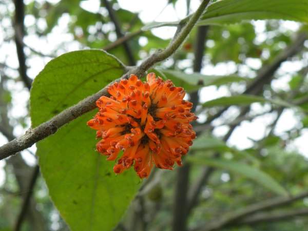 構(gòu)樹的果實能吃嗎？