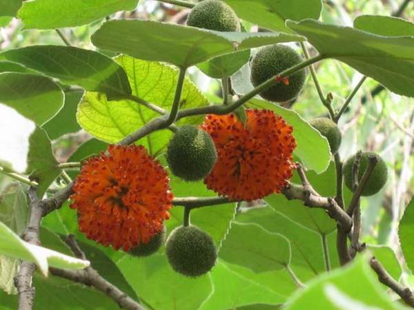 構(gòu)樹的果實能吃嗎？