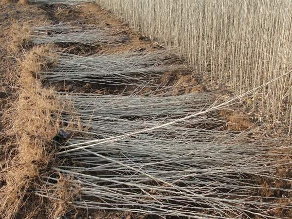 綠化苗木起苗出圃都有哪些注意事項?