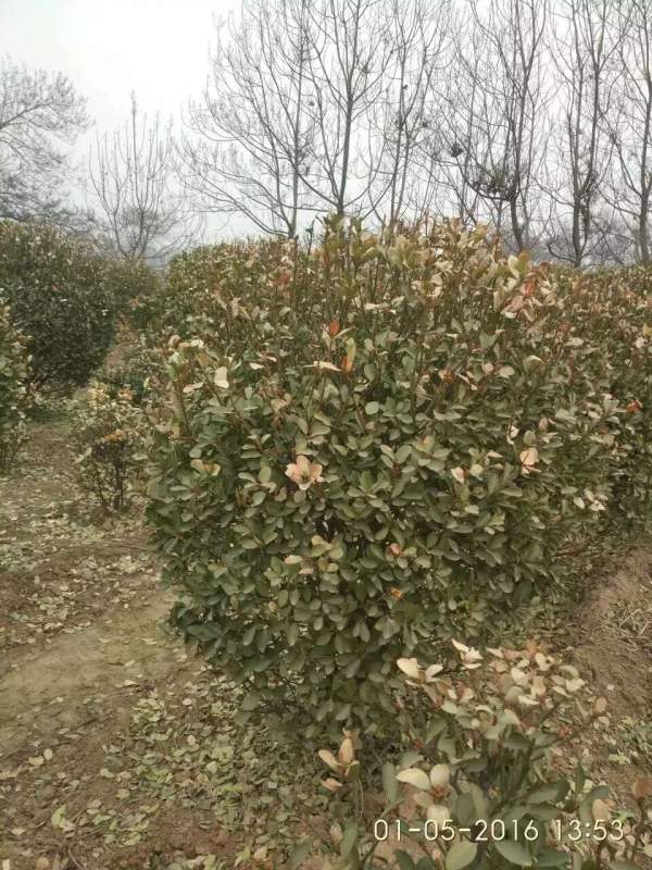 冬天凍死的大葉黃楊球 冬天凍死的大葉黃楊球