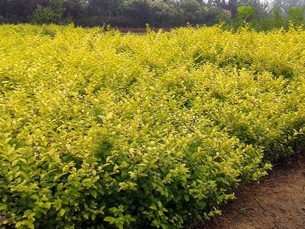 金葉女貞常見的病蟲害以及如何防治經(jīng)驗分享 金葉女貞常見的病蟲害以及如何防治經(jīng)驗分享