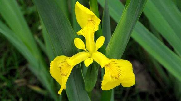 黃菖蒲 黃菖蒲