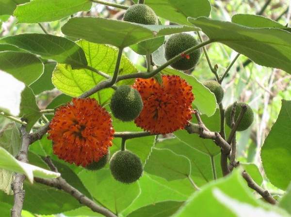 構樹果實 構樹果實