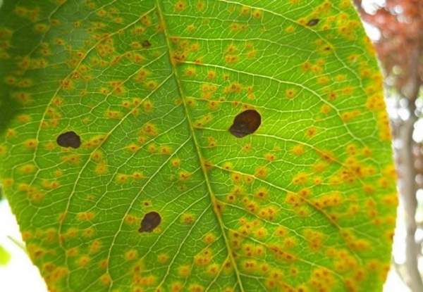 貼梗海棠的蟲害 貼梗海棠的蟲害