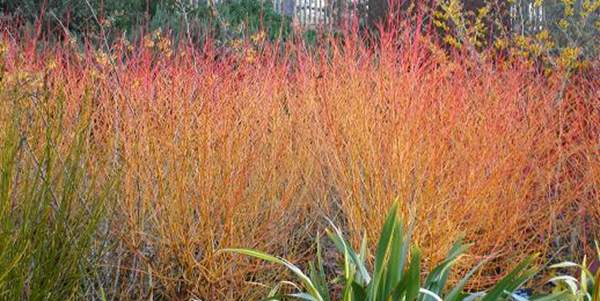 顏色鮮明的火焰紅瑞木 顏色鮮明的火焰紅瑞木