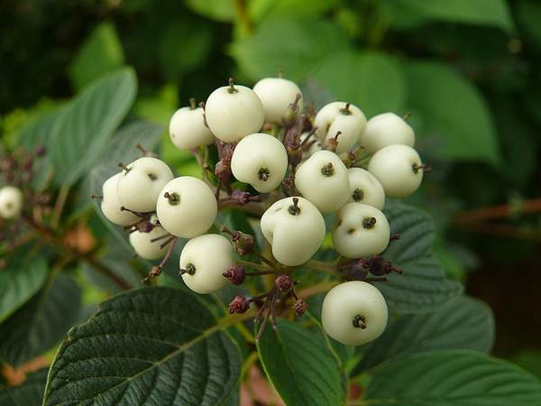 紅瑞木的果球 紅瑞木的果球