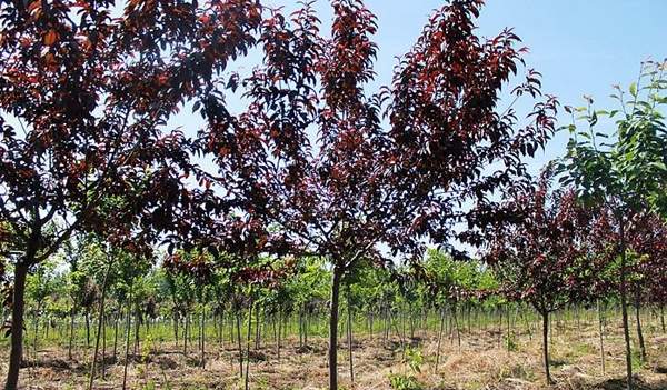 紅葉碧桃 紅葉碧桃