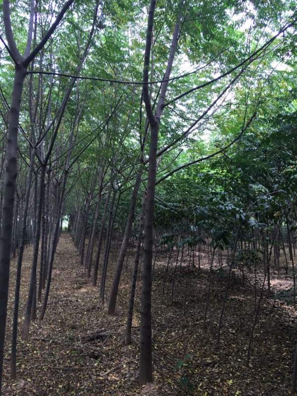 供應胸徑6公分7公分8公分苦楝樹 供應胸徑6公分7公分8公分苦楝樹