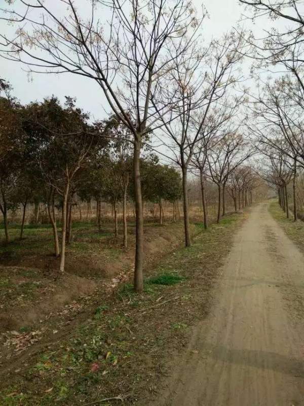 精品12公分13公分14公分大規格苦楝樹圖片 精品12公分13公分14公分大規格苦楝樹圖片