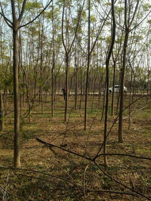 供應8公分9公分10公分苦楝樹 供應8公分9公分10公分苦楝樹