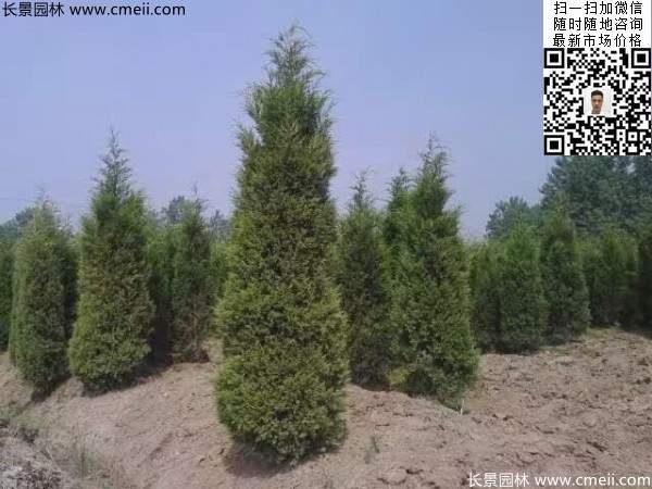 高度2.5米2.8米3米塔柏起苗現場圖片 高度2.5米2.8米3米塔柏起苗現場圖片