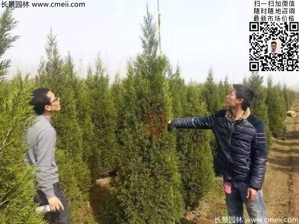 高度2.5米2.8米3米塔柏起苗現場圖片 高度2.5米2.8米3米塔柏起苗現場圖片