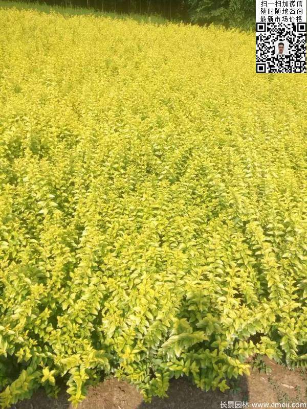 高度30公分40公分50公分金葉女貞苗苗圃現場圖片 高度30公分40公分50公分金葉女貞苗苗圃現場圖片