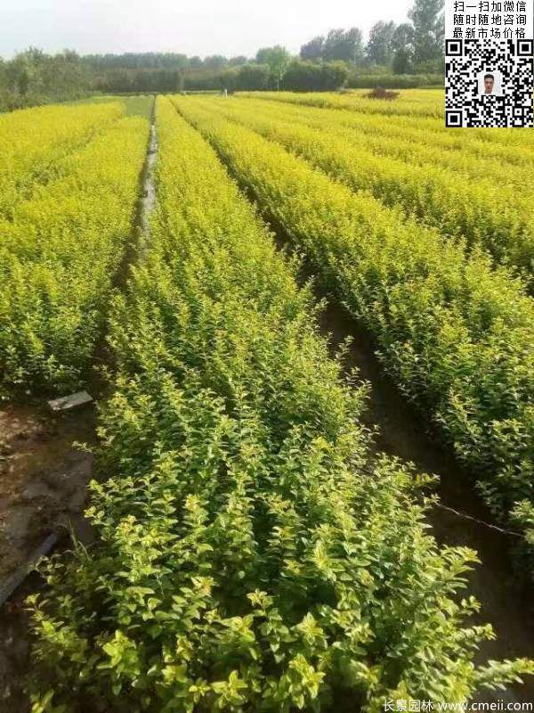 高度30公分40公分50公分金葉女貞苗苗圃現場圖片 高度30公分40公分50公分金葉女貞苗苗圃現場圖片