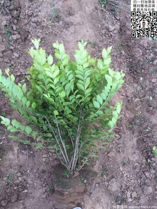 冠幅50公分60公分金葉女貞球圖片 冠幅50公分60公分金葉女貞球圖片