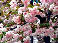 較大的櫻花樹基地，只有你不知道在哪里吧？