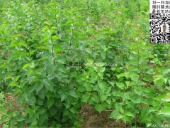 去那里購買丁香苗最實(shí)惠？