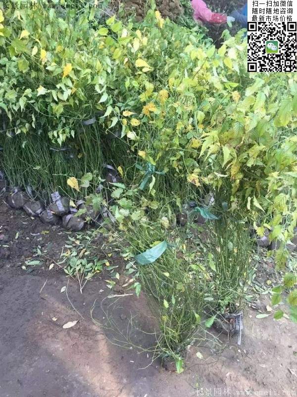 棣棠出售--長景園林 棣棠出售--長景園林