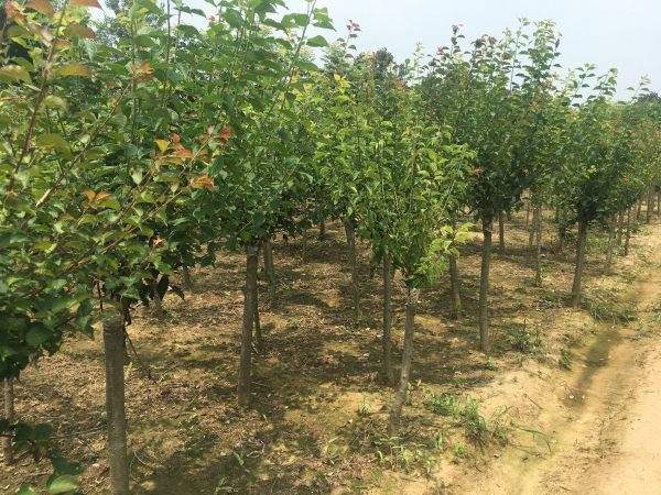 高端、大氣、上檔次的紅梅