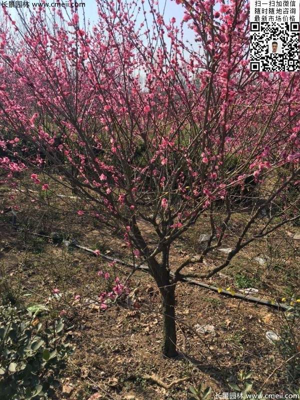 高端、大氣、上檔次的紅梅