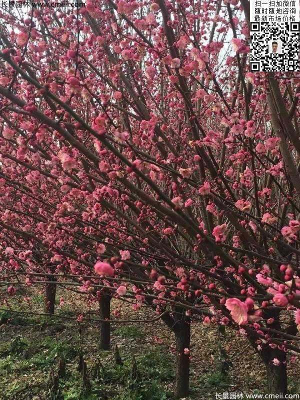 高端、大氣、上檔次的紅梅