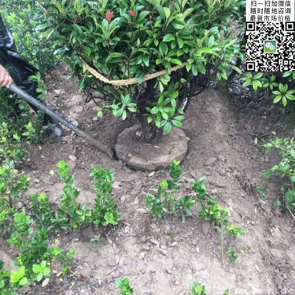 紅葉石楠球--長(zhǎng)景園林 紅葉石楠球--長(zhǎng)景園林