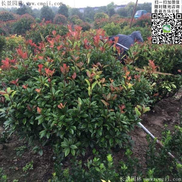 紅葉石楠--長(zhǎng)景園林