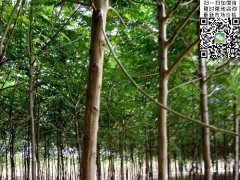 2020下半年最新苦楝樹苗價格多少錢一棵？