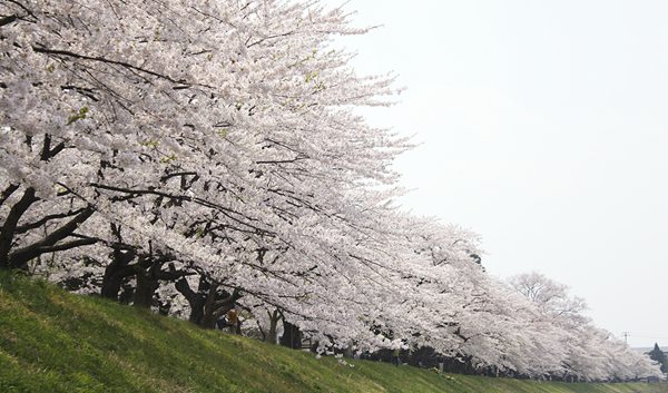 染井吉野櫻花