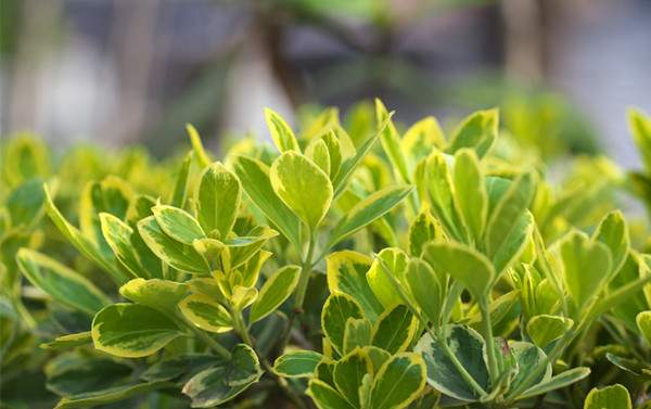 金邊黃楊--長(zhǎng)景園林 金邊黃楊--長(zhǎng)景園林