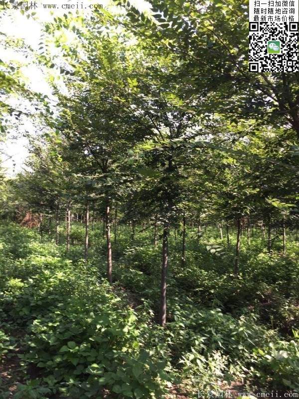 6-10公分胸徑的櫸樹價格 6-10公分胸徑的櫸樹價格
