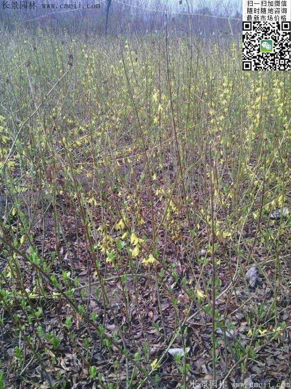 連翹--長景園林 連翹--長景園林