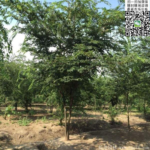 櫸樹前景 櫸樹前景