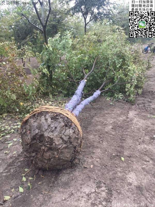 大規格櫸樹 大規格櫸樹