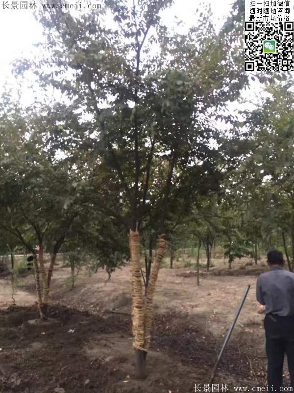 大規格櫸樹 大規格櫸樹